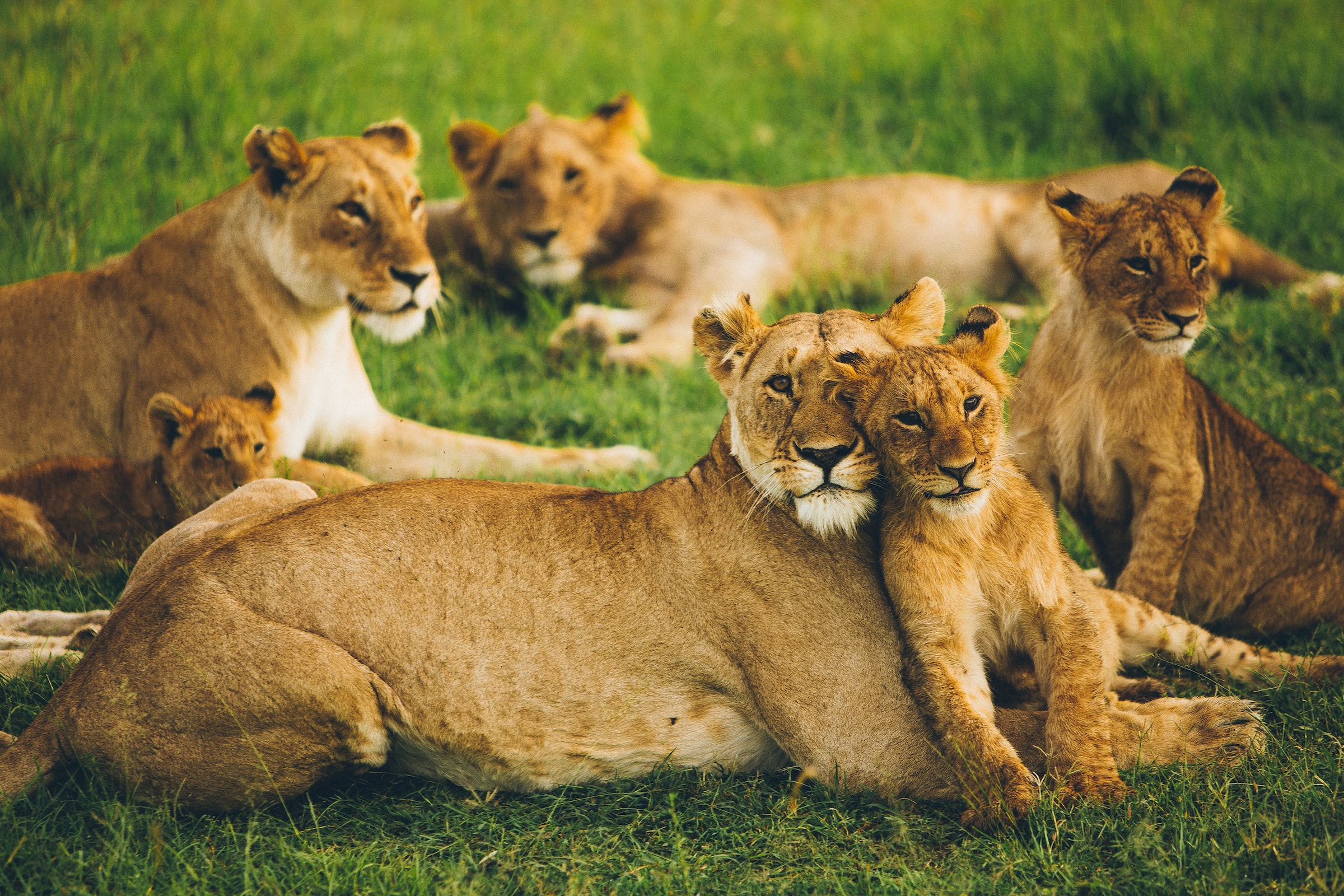 lions