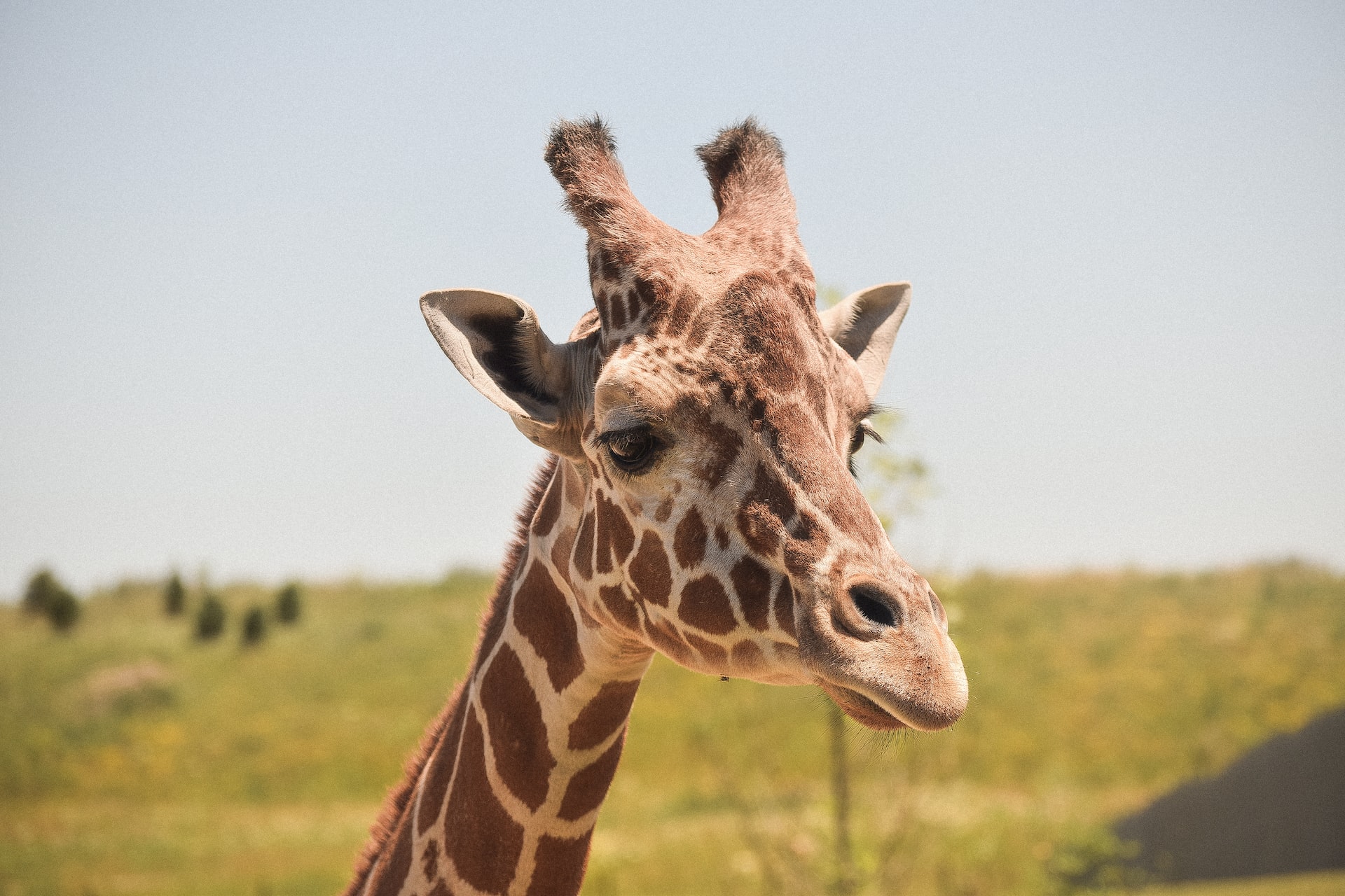 giraffe