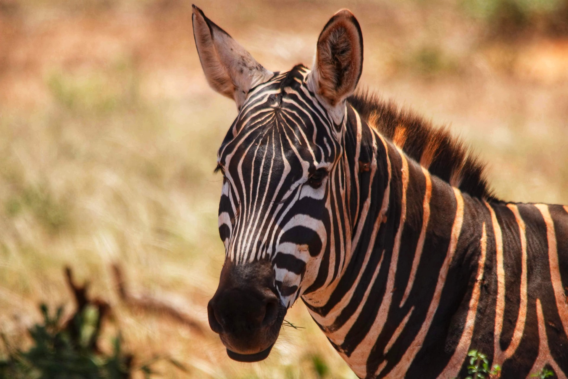 zebra