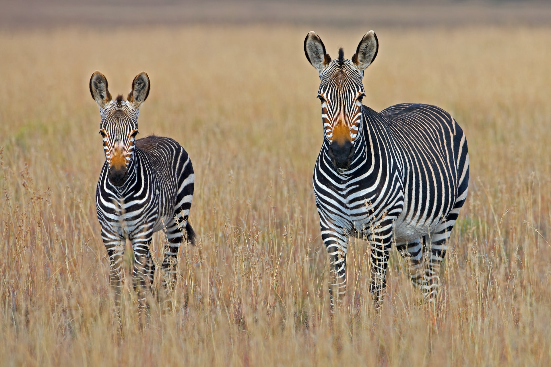 zebra