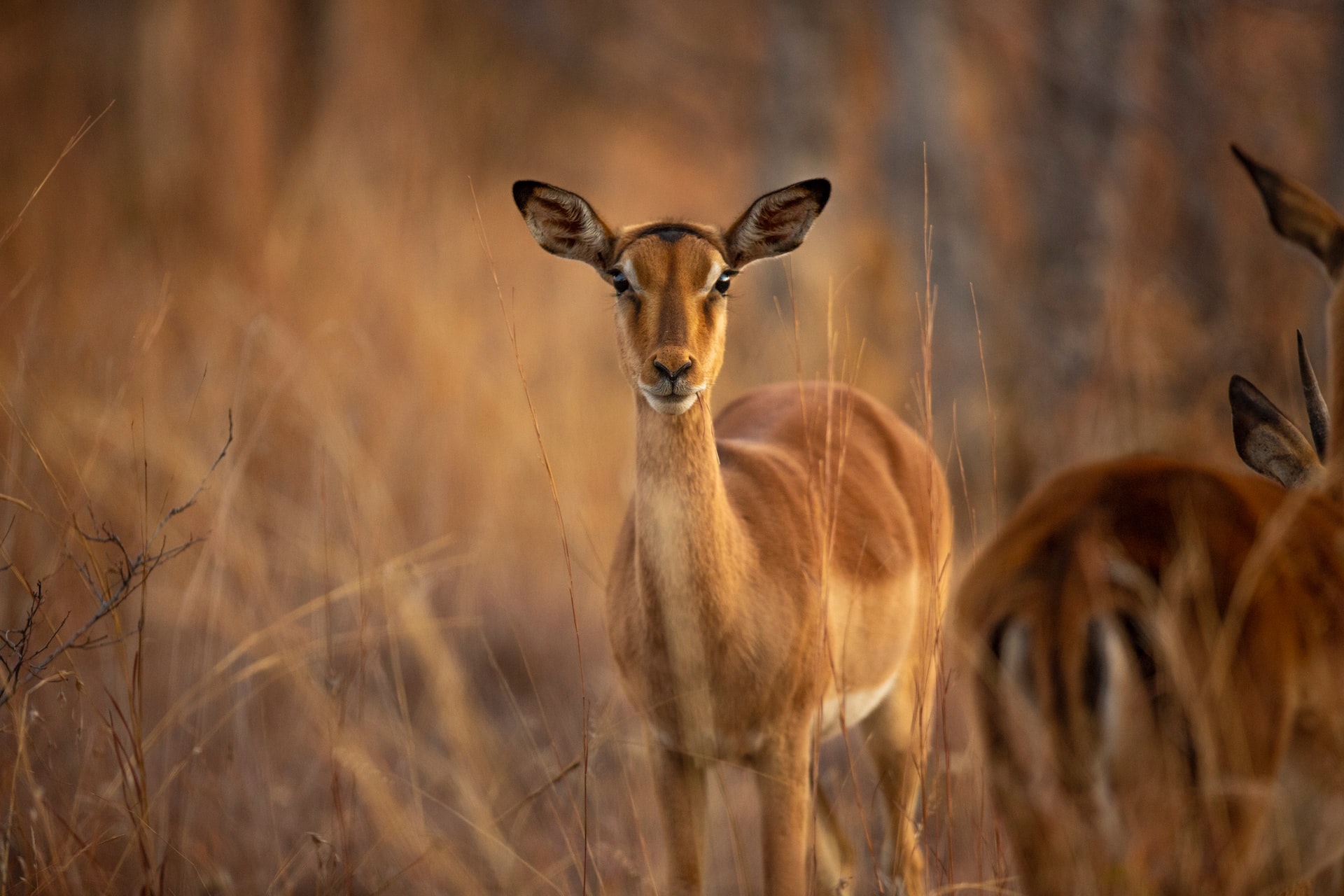 impala