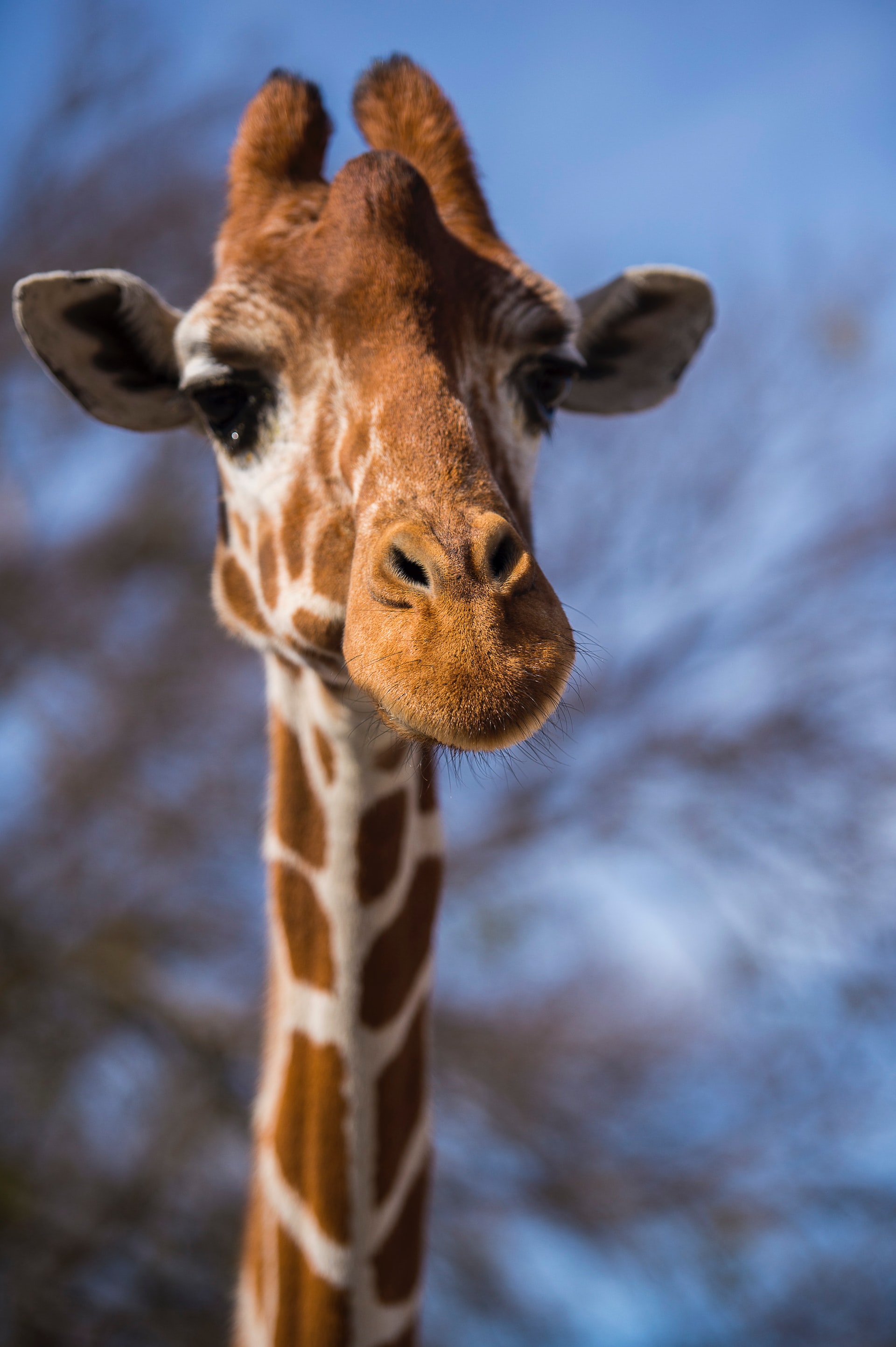 giraffe