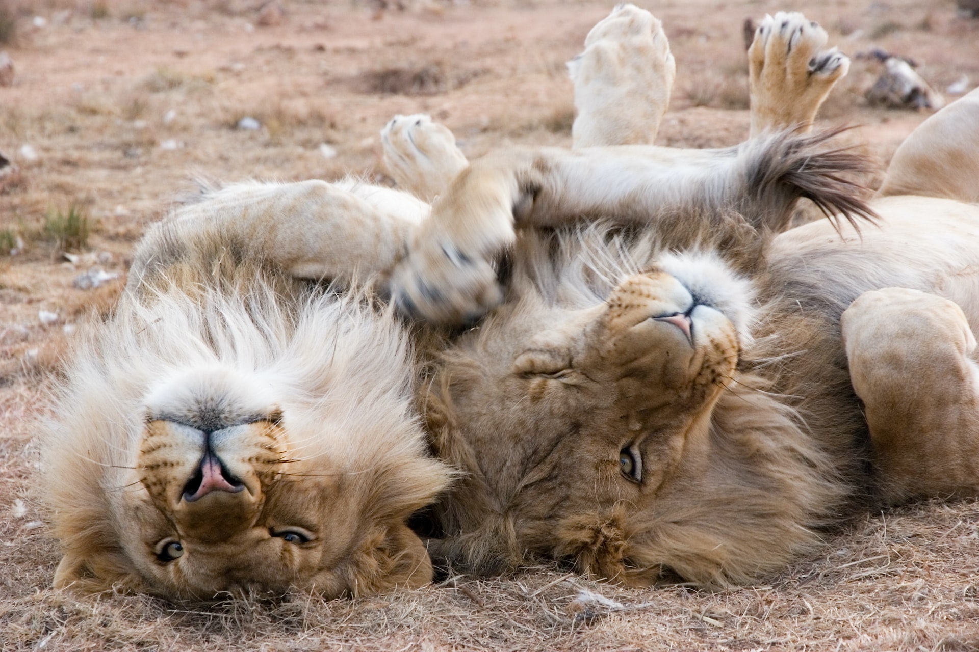 lions