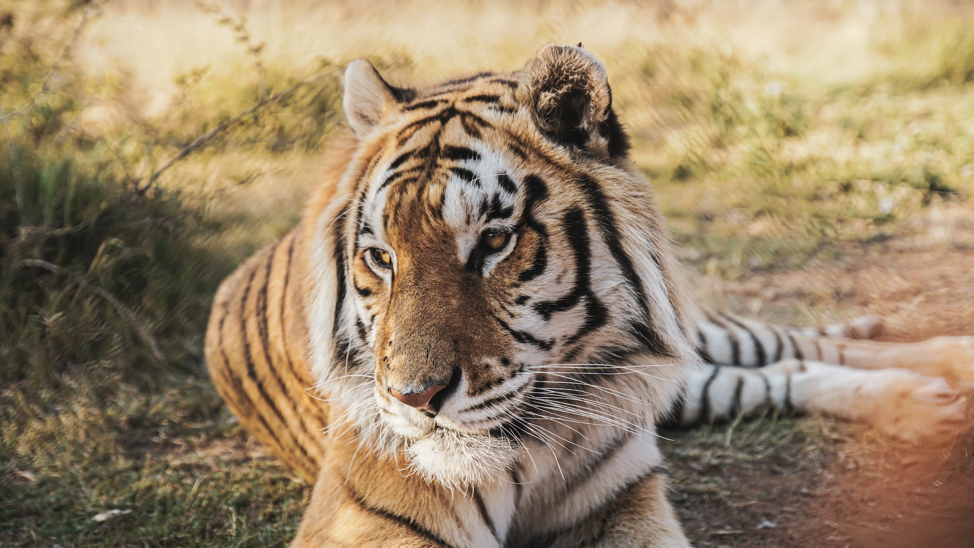 tigger