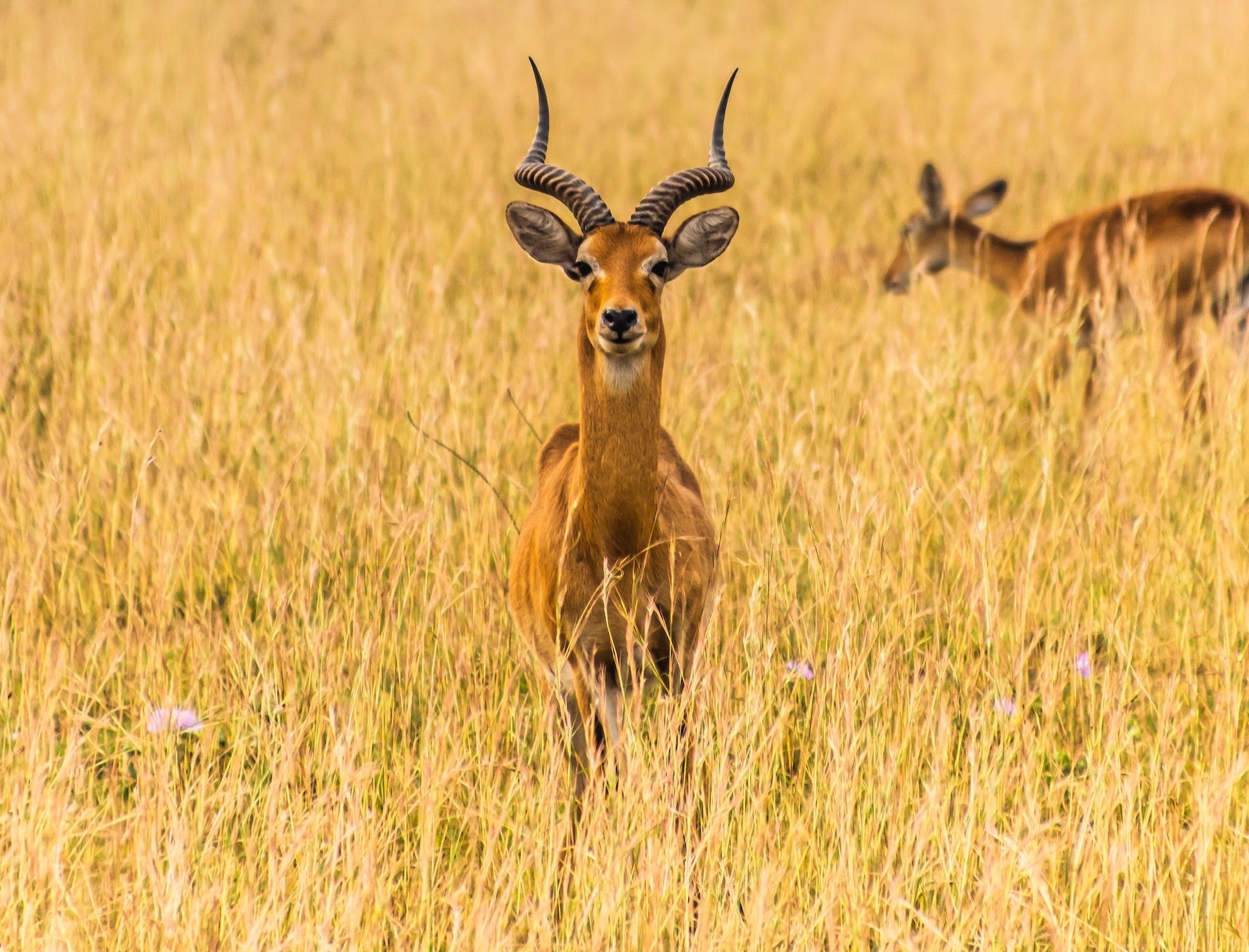 impala