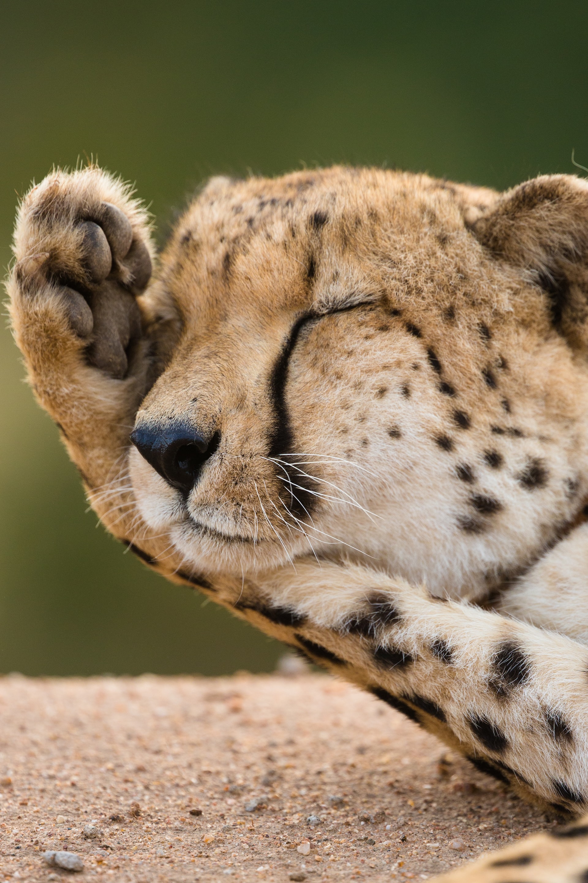guepard