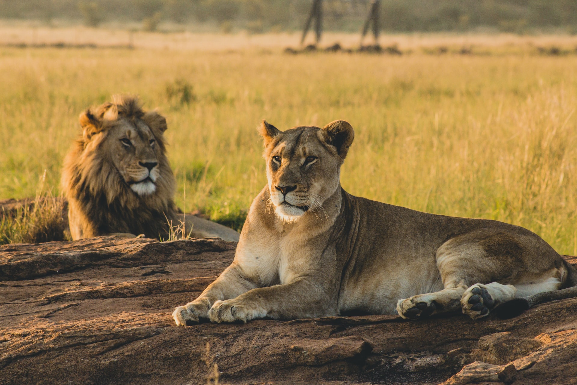 lion